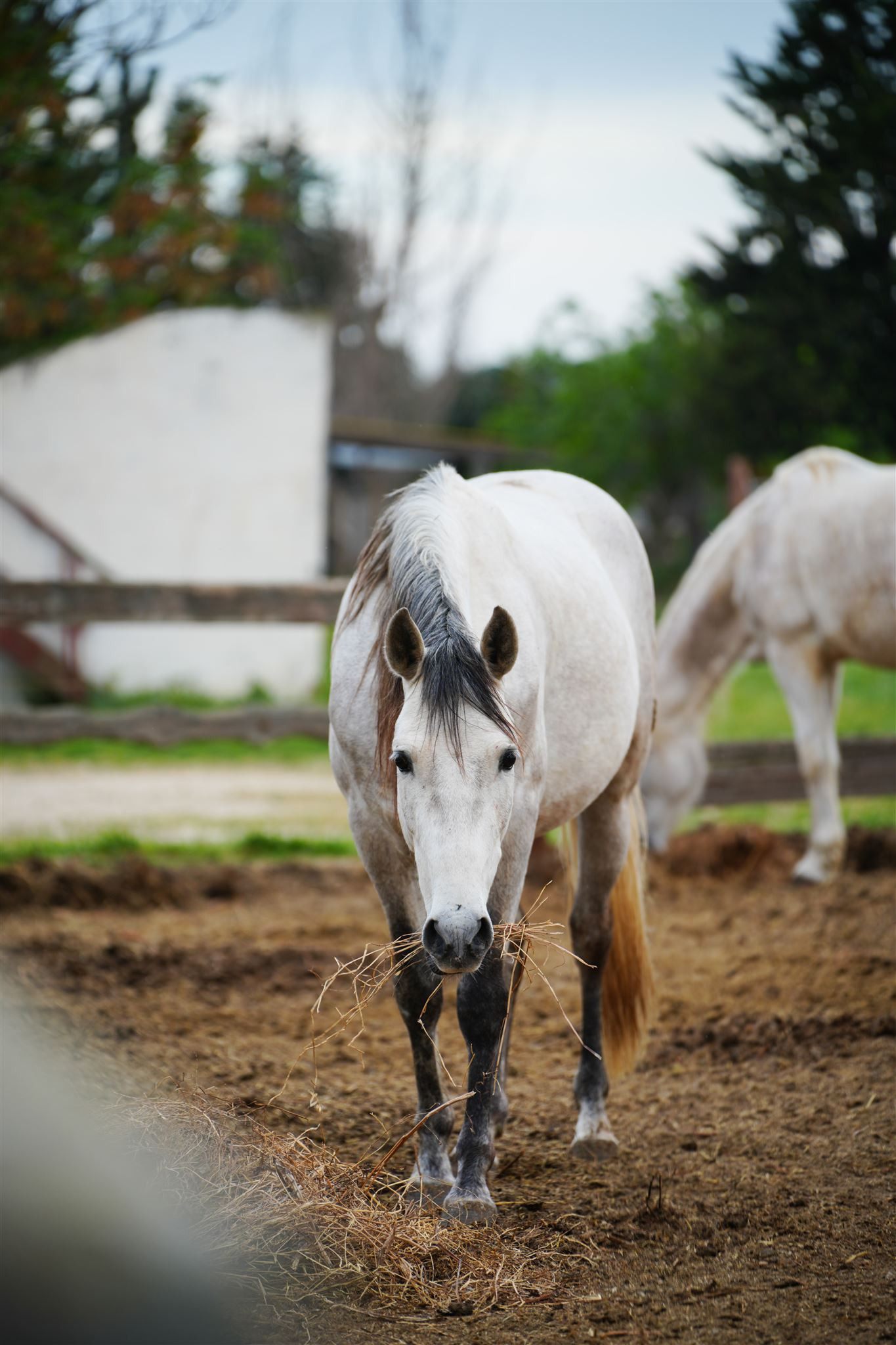 GreenGo La paillère piscine chevaux et camargue