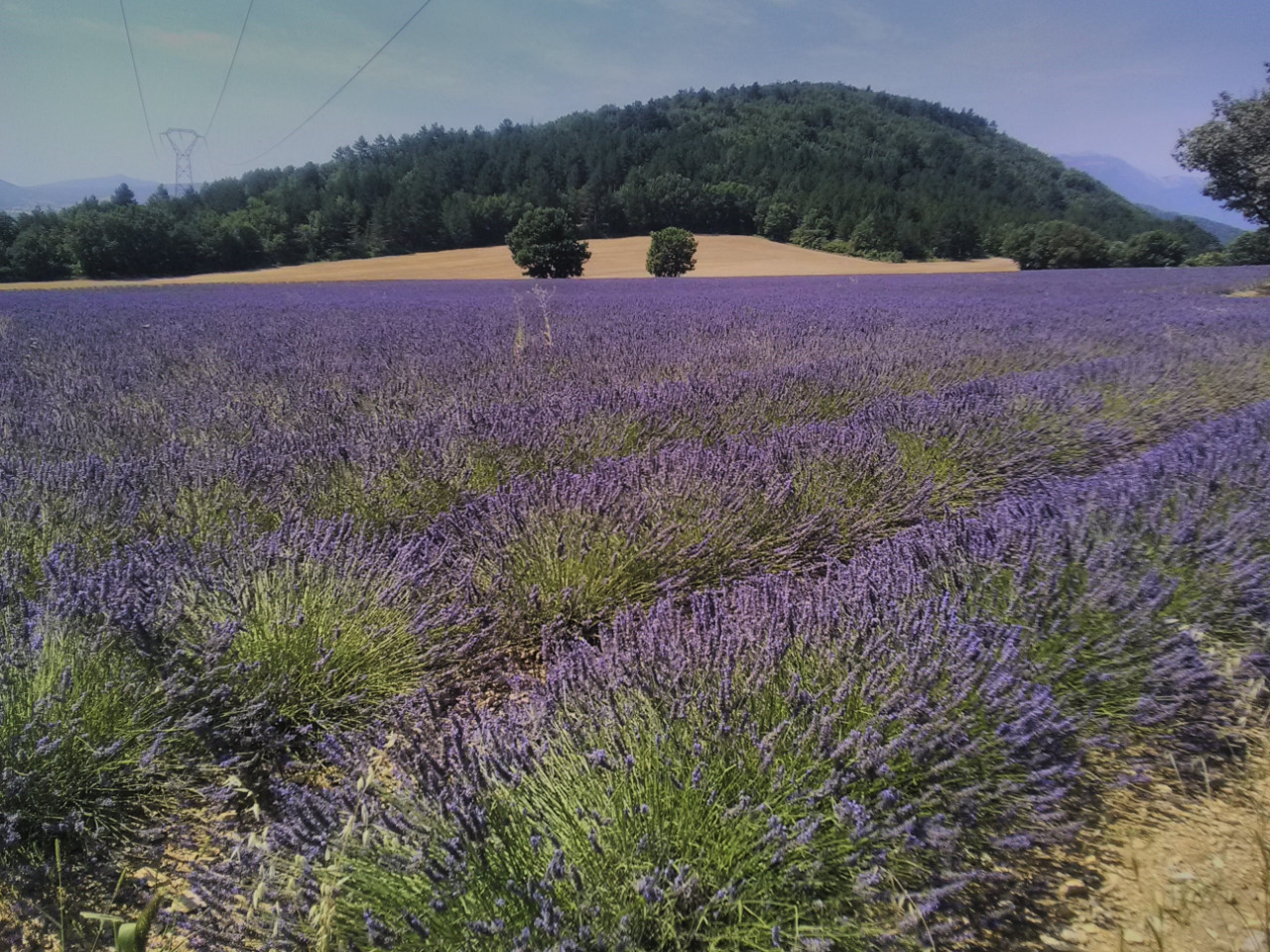  Alpes-de-Haute-Provence À la campagne