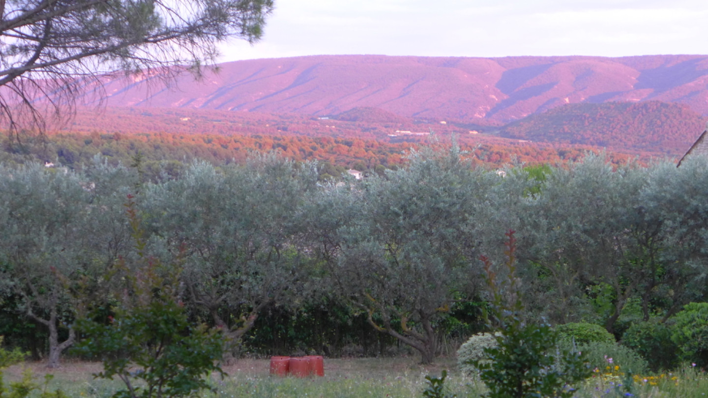 Petite Santoline sur la commune de Gordes