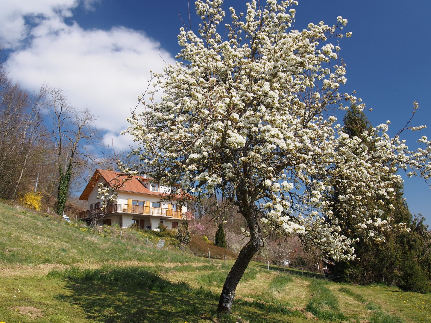 Hôte GreenGo: Gîte "le Merle Enchanteur", plein sud, entre lacs et montagnes, au calme !