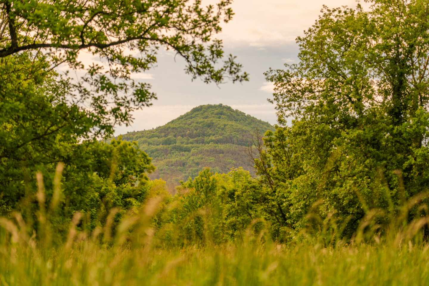 Location Puy-de-Dôme En forêt