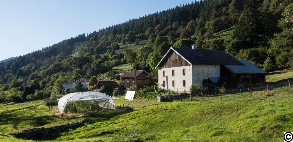 Hôte GreenGo: Gite de montagne à la ferme de prés en Bulles, à deux pas de Gerardmer. Ânes de bât et vaches