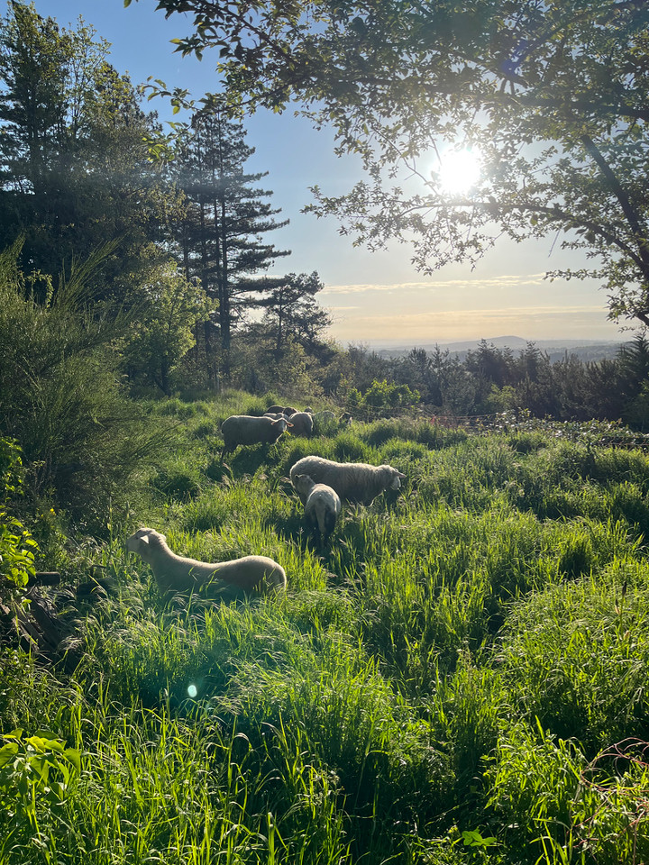 GreenGo Domaine Solio - Gite