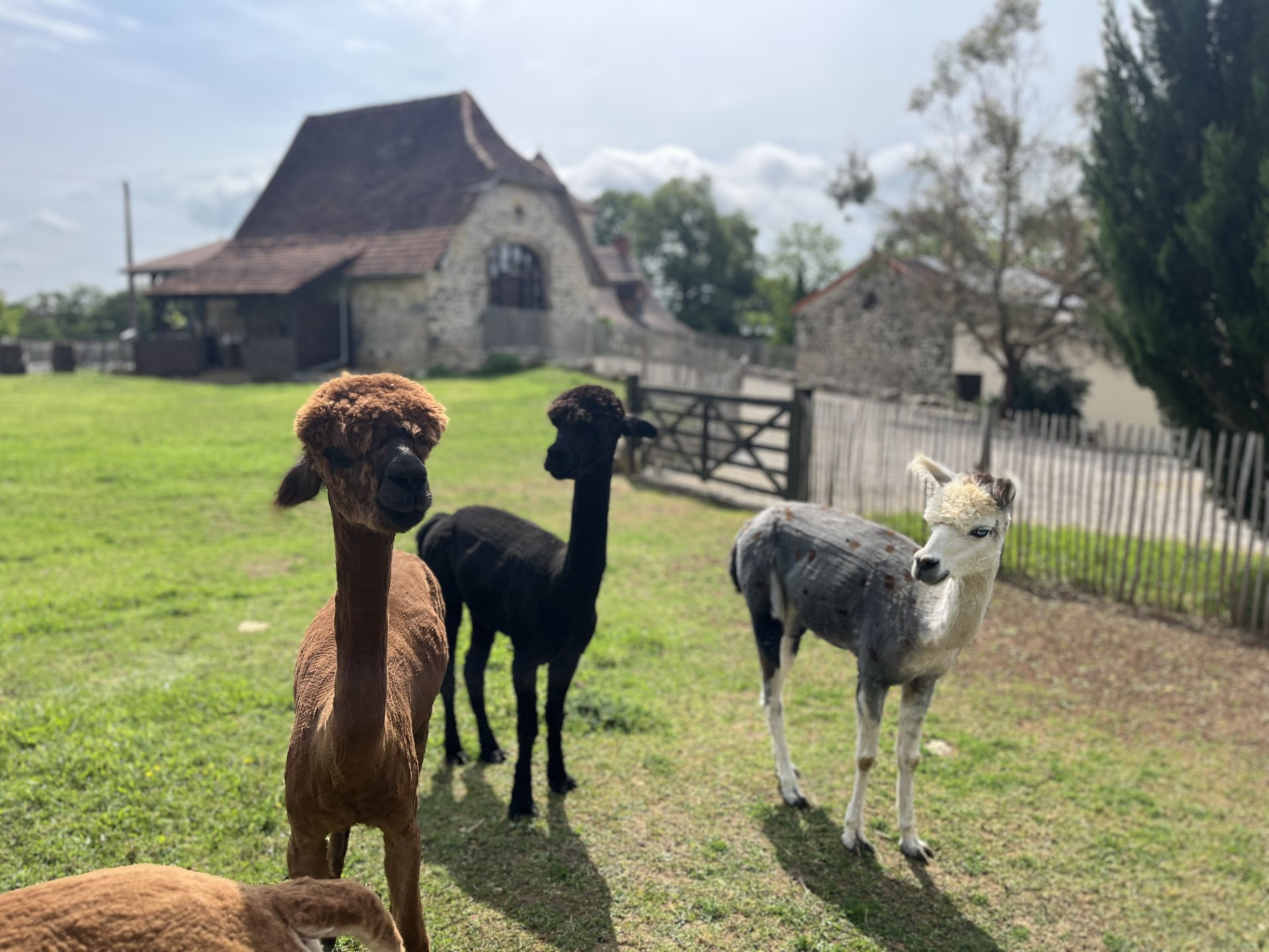 La Grange des Alpagas - Gîte la Borie