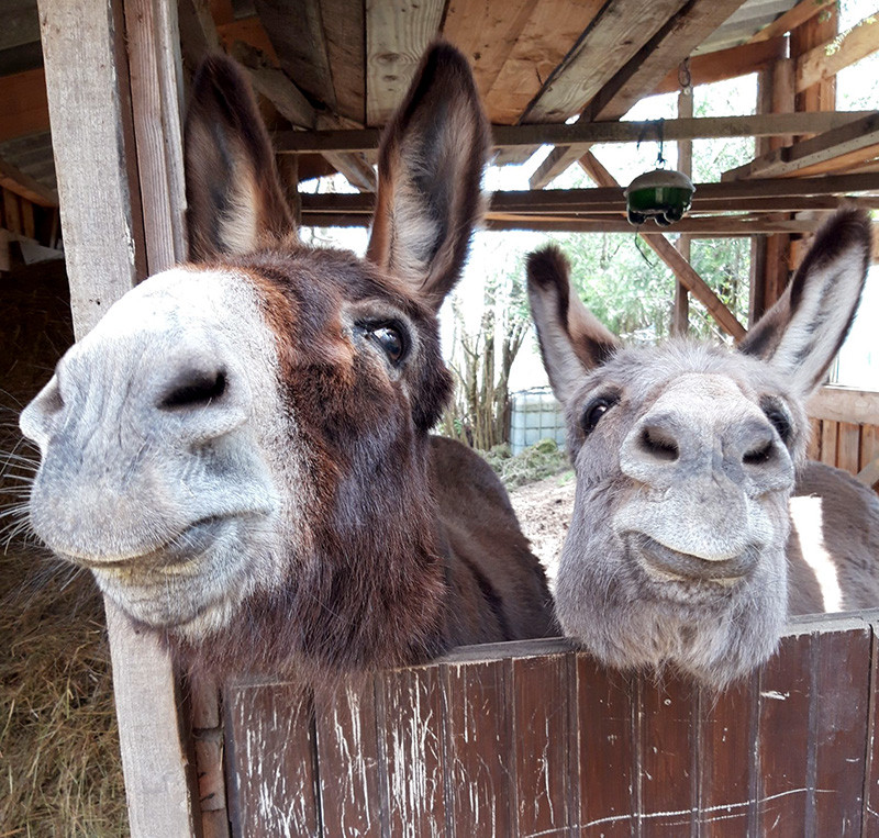 Hôte GreenGo: Gite des 2 ânes, Parc du Pilat