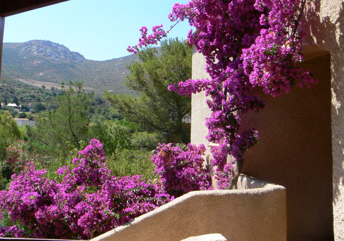 GreenGo Location Corse Évasion