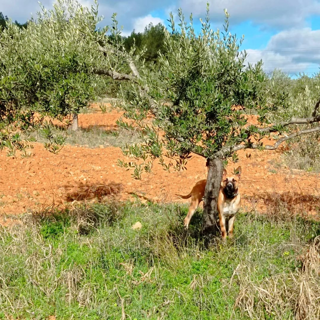 Hérault Glamping