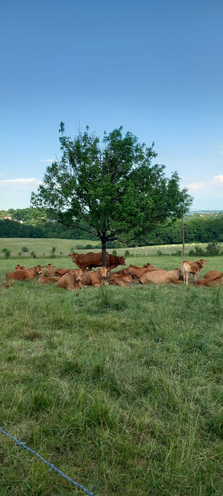 Les voisines bovines sous leur arbre