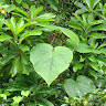 GreenGo - Voyageur GreenGo - aude