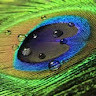 GreenGo - Voyageur GreenGo - Fafi