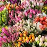 GreenGo - Voyageur GreenGo - Flora