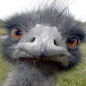 GreenGo - Voyageur GreenGo - Lionel