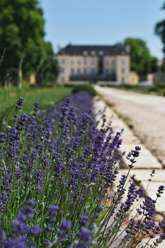 Hôte GreenGo: Château de Saulon