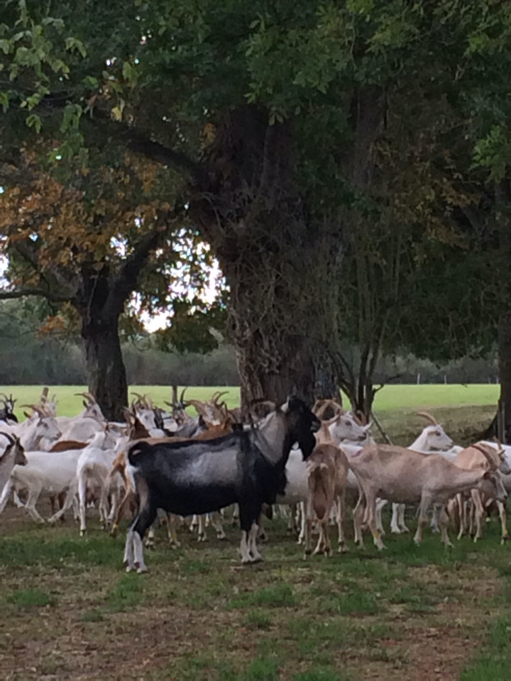 Hôte GreenGo: Biche