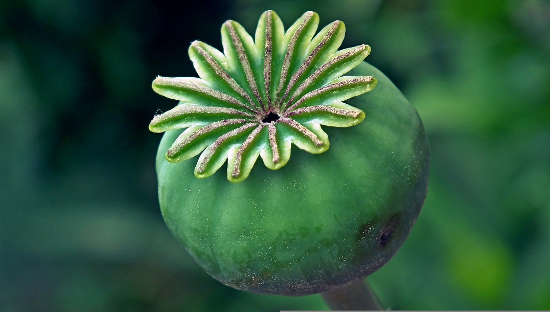 Hôte GreenGo: Agnès