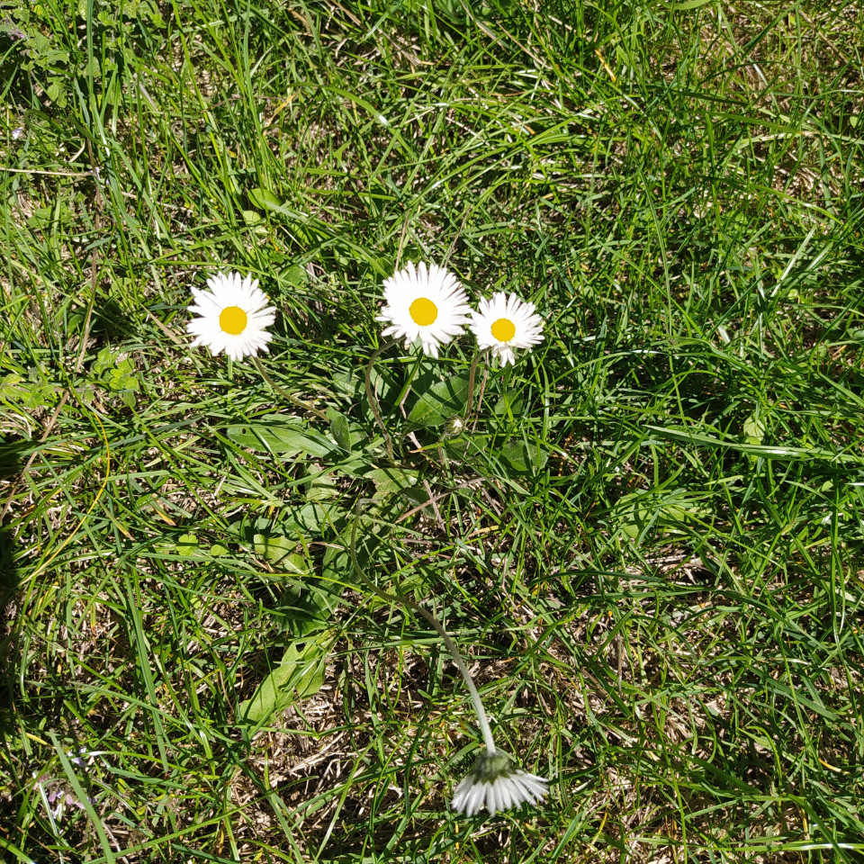 Image de Estelle