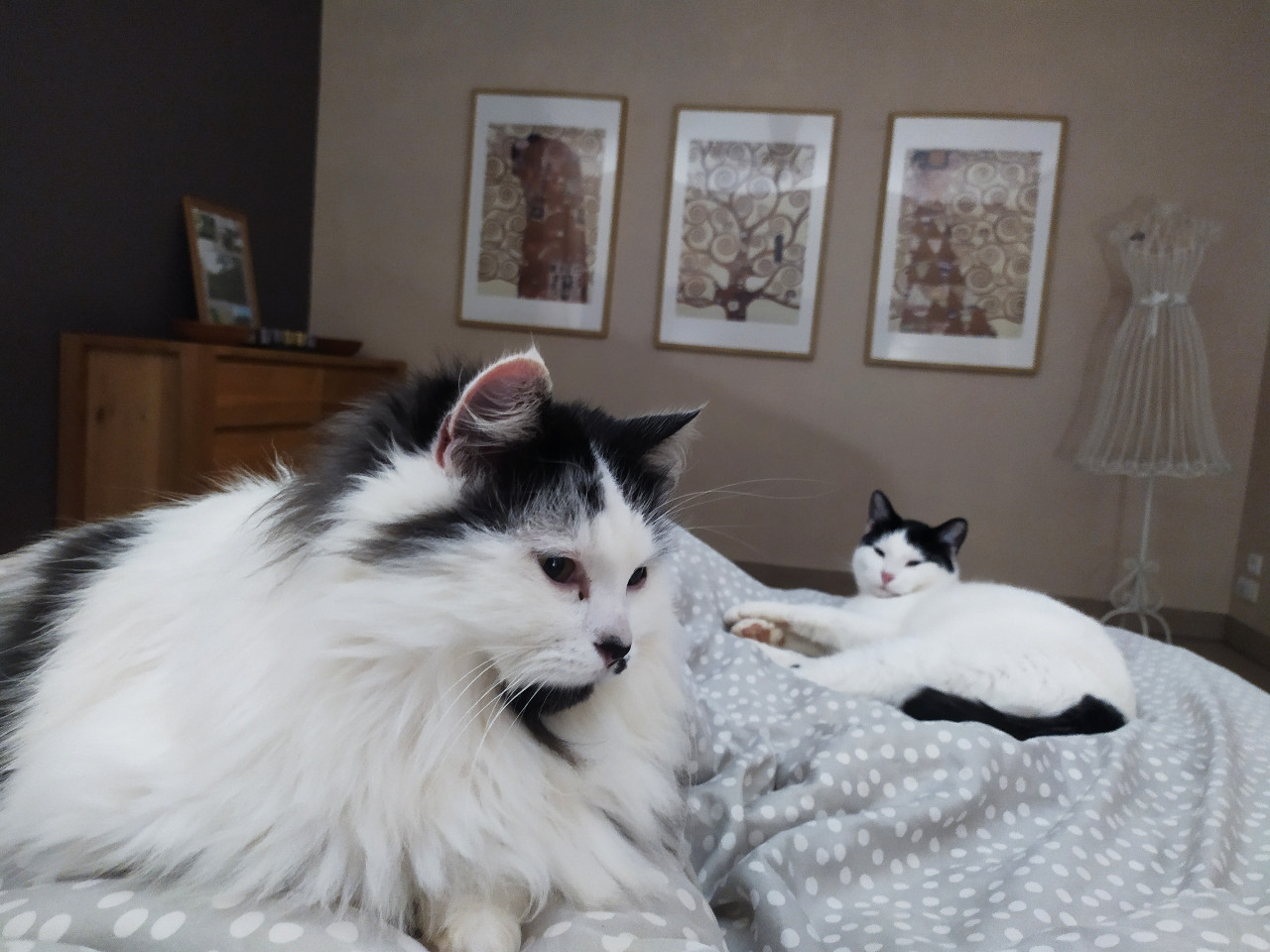 Hôte GreenGo: Elisabeth, Maël, Arnaud, et nos deux chats :-)
