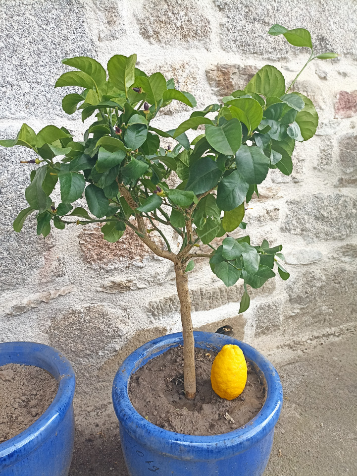Image de Cécile