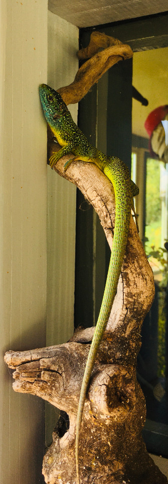 Hôte GreenGo: Emma