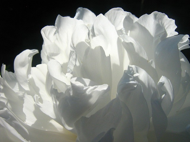 Image de Anne-CLaude