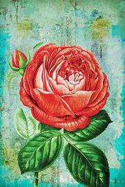 Hôte GreenGo: Rosa