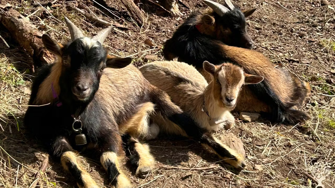 GreenGo Gîte Occitanie Évasion
