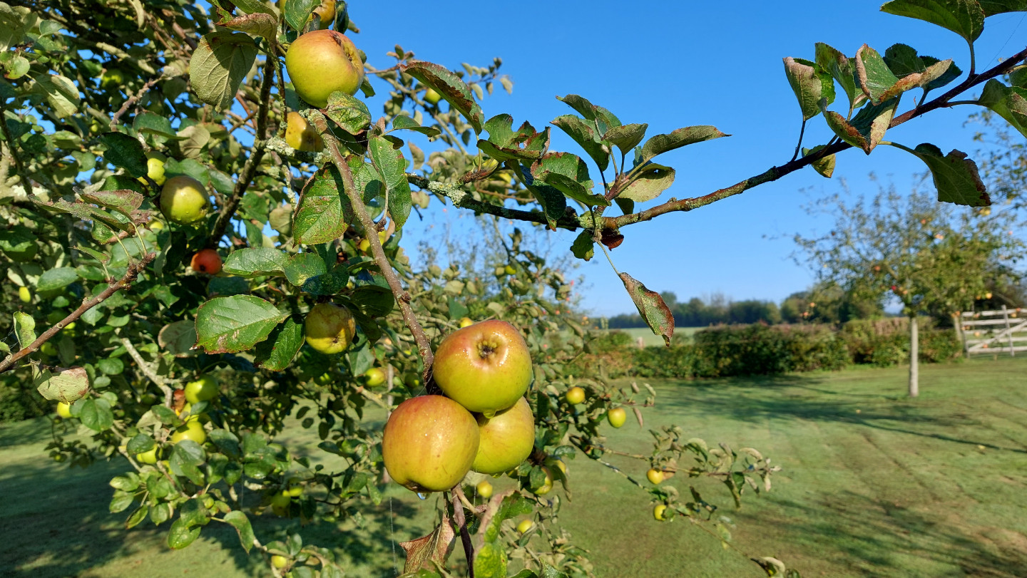  Manche À la campagne