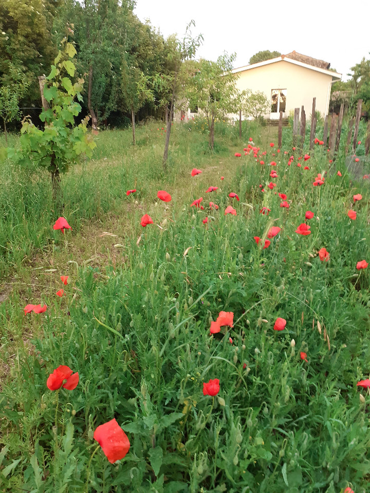 Jardin d'Elisa
