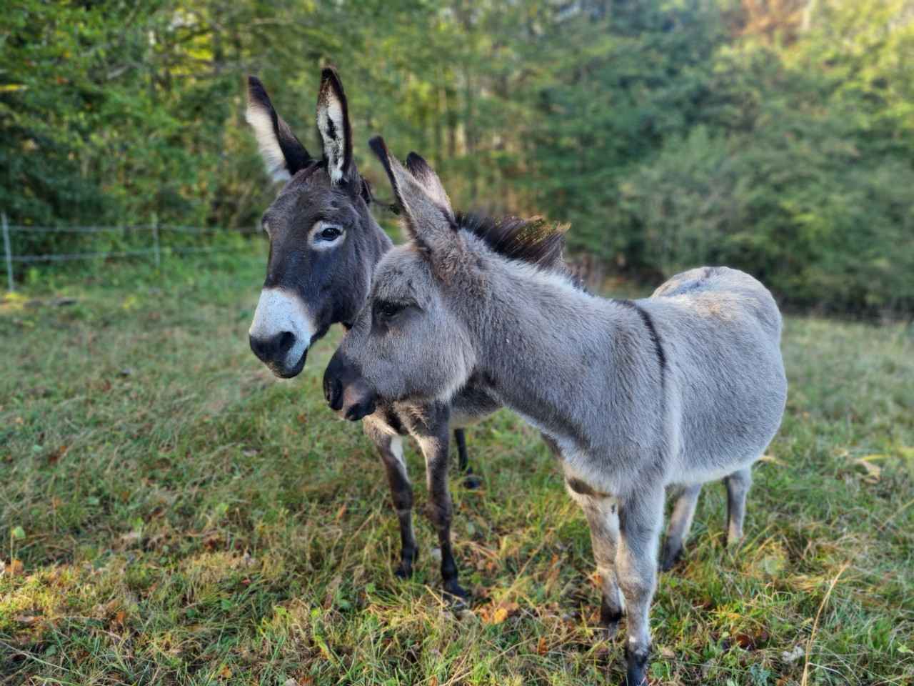 Hôte GreenGo: Le p'tit coin de Ca'Ré