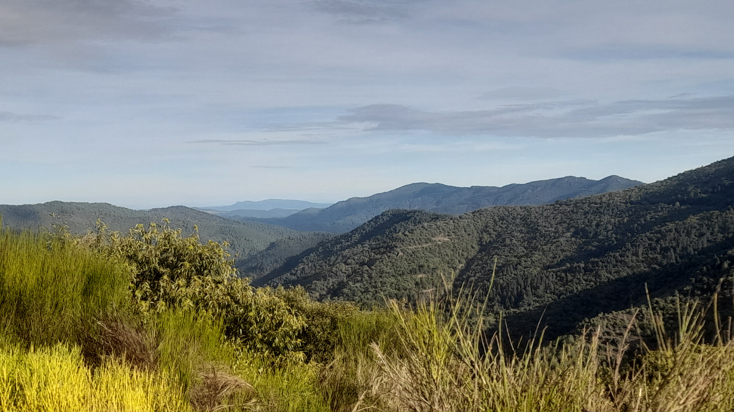 Lozère En forêt