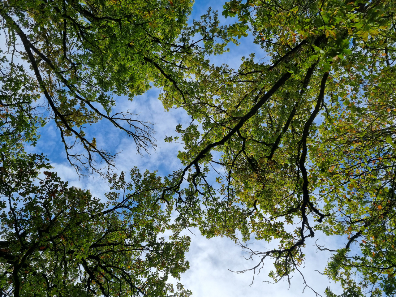 GreenGo Les Chênes · Chalets et projets
