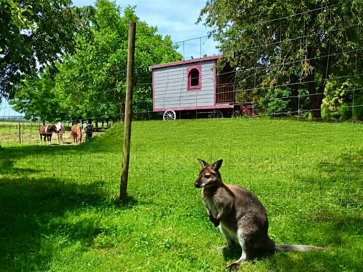GreenGo Ferme équestre des wallabys