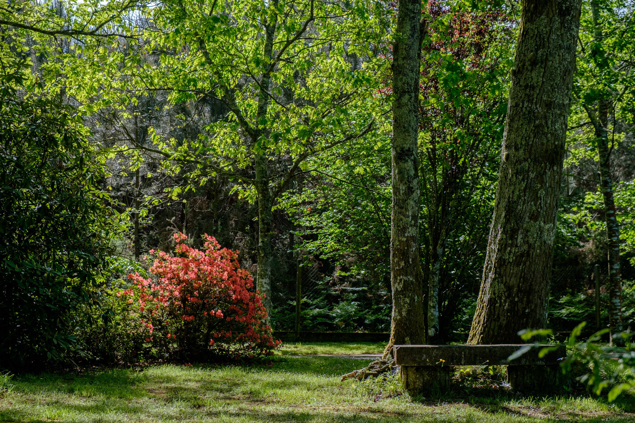  Landes En forêt