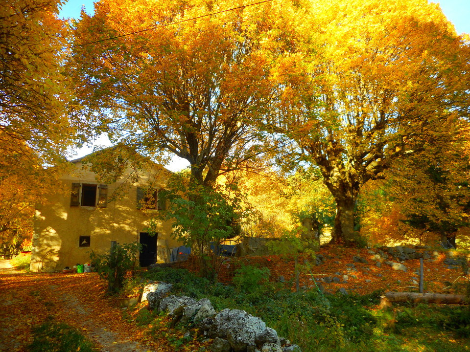 L'Arbre à Spirales