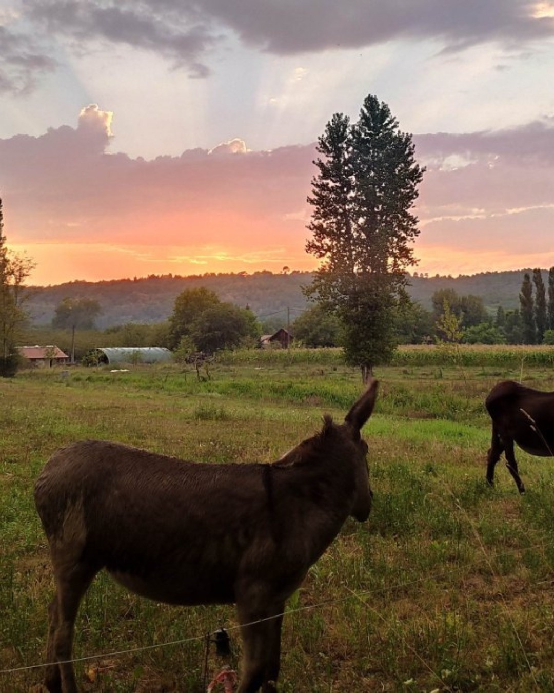 Hôte GreenGo: Le Sorbier camping et gite chez Augustine