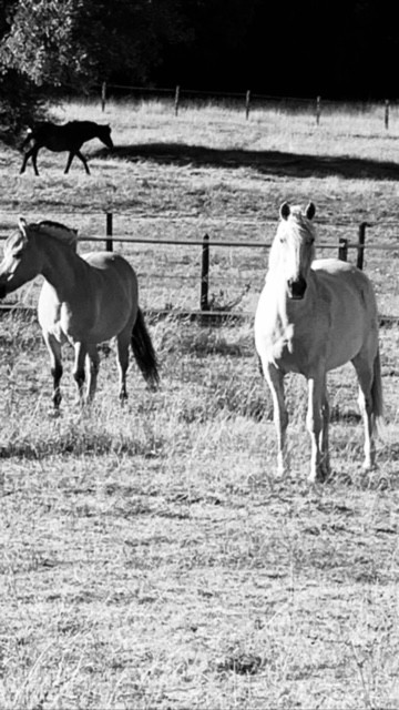 Equizen33