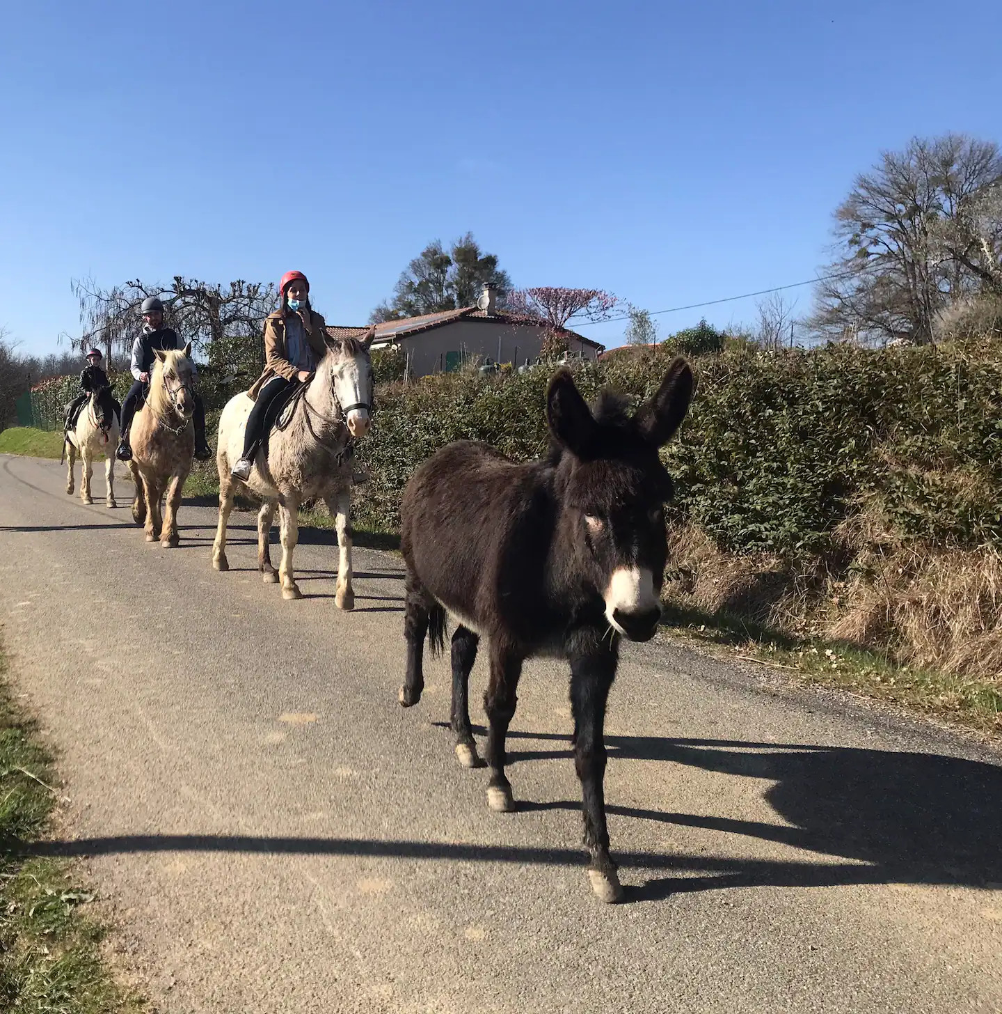 GreenGo Le Ranch du Bonheur