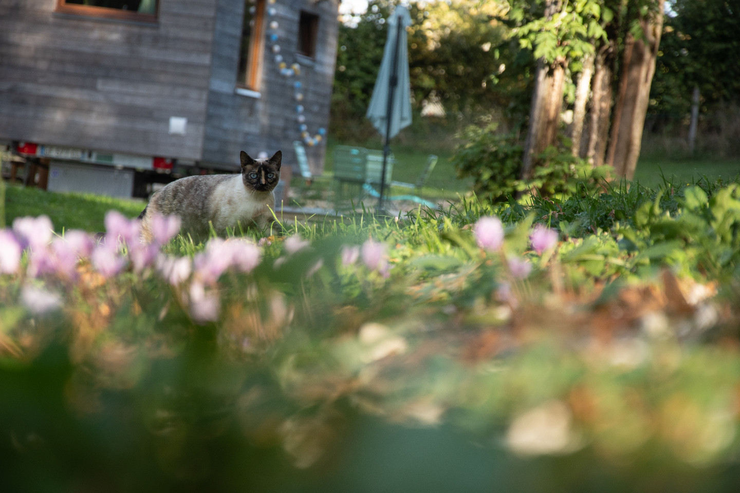 Ecolodge Ain Glamping