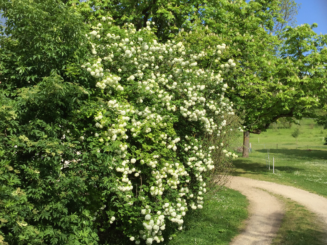  Vienne À la campagne