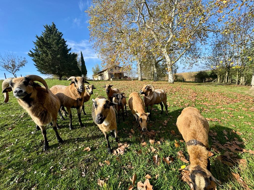 Hôte GreenGo: Domaine Lagoueillarou