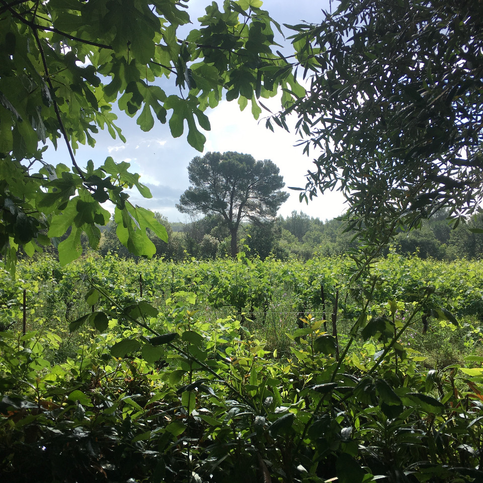 GreenGo Location Occitanie Évasion