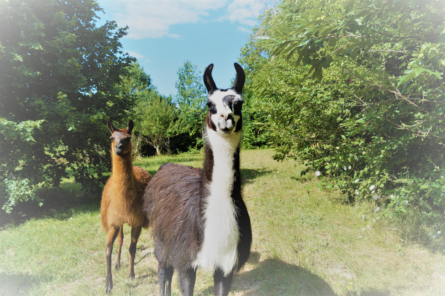 Hôte GreenGo: La Ferme des Lamas Dordogne