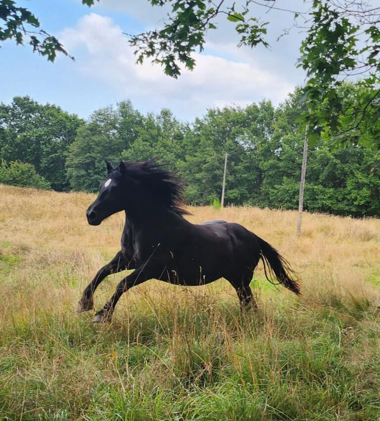 Hôte GreenGo: La longere du cheval noir