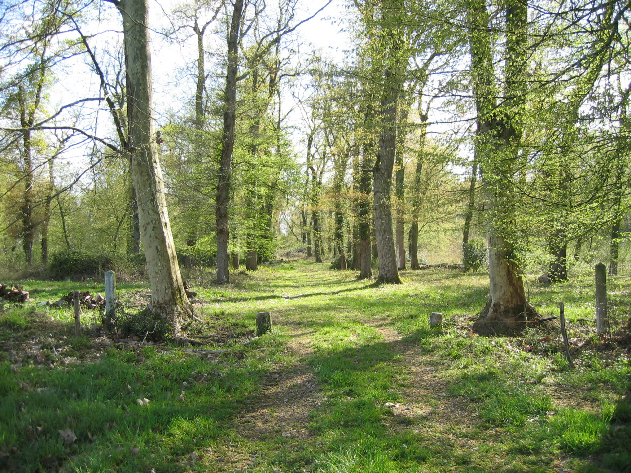  Gironde En forêt