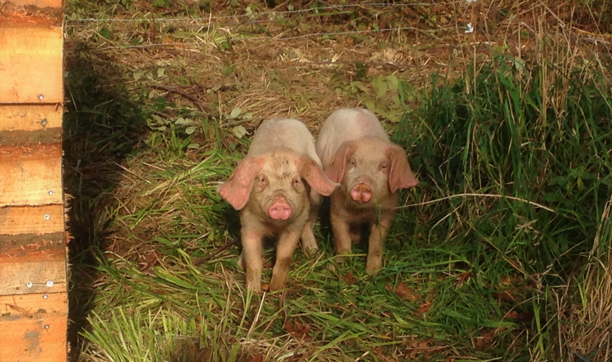 GreenGo Gîte Bretagne Entre amis
