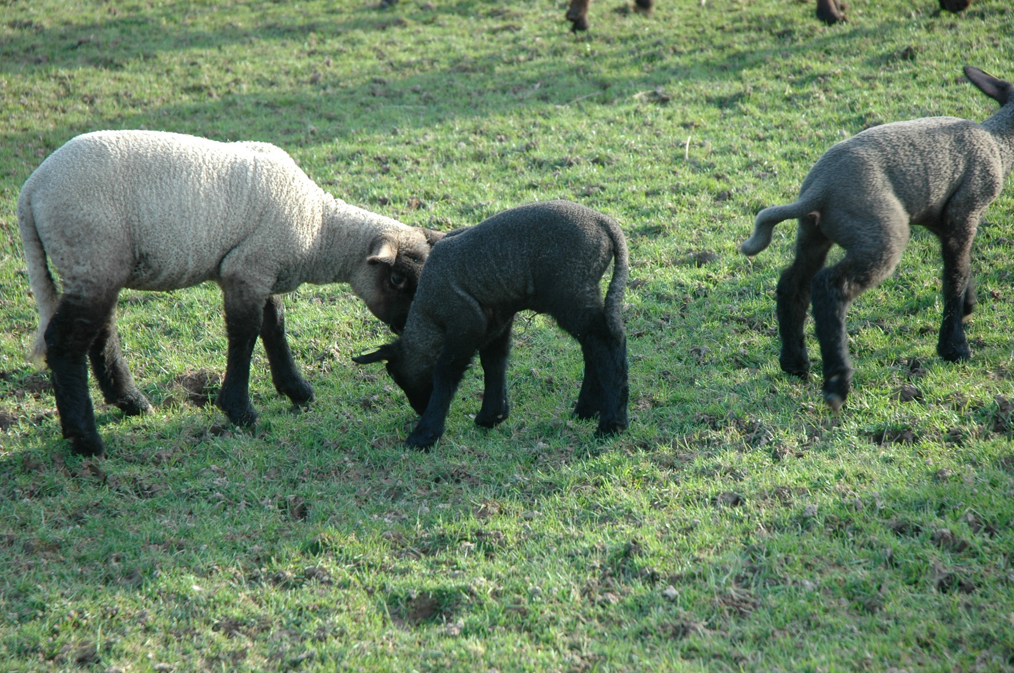 GreenGo Chambre d’hôtes Normandie À la campagne