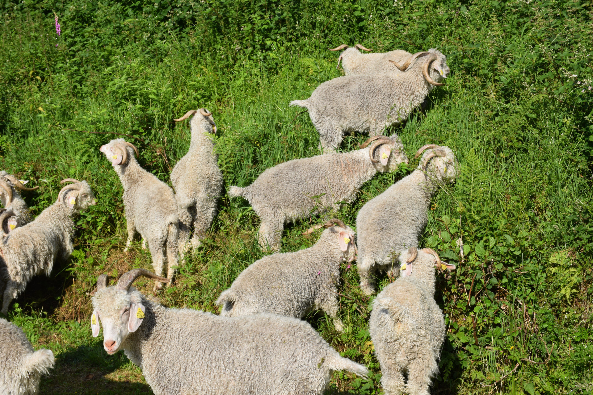 GreenGo La ferme sous les Hiez