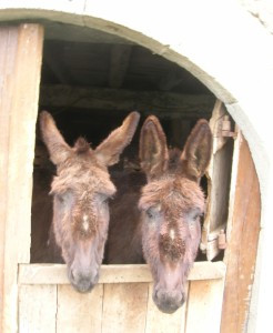 GreenGo Gîte des ânes à chroniques