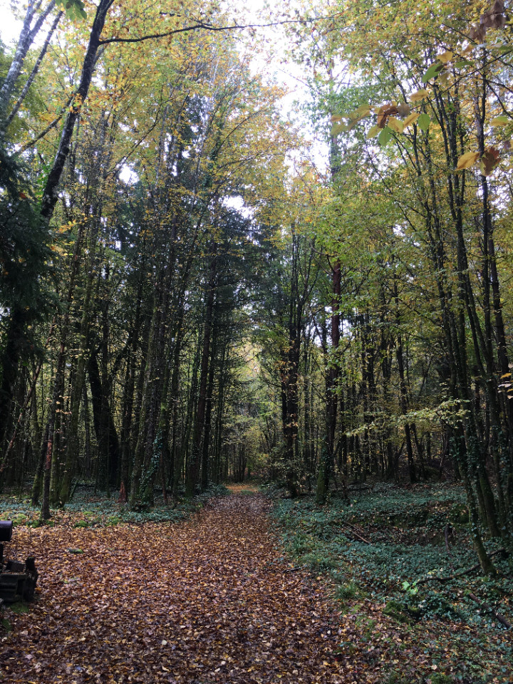 Dordogne En forêt