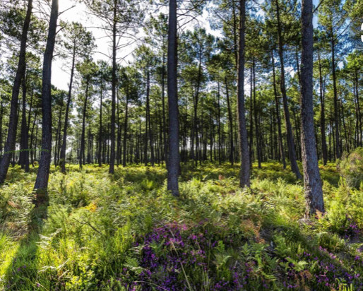 Logement insolite Landes En forêt